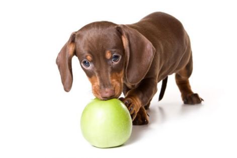 dachshund-puppy-1-picture.jpg
