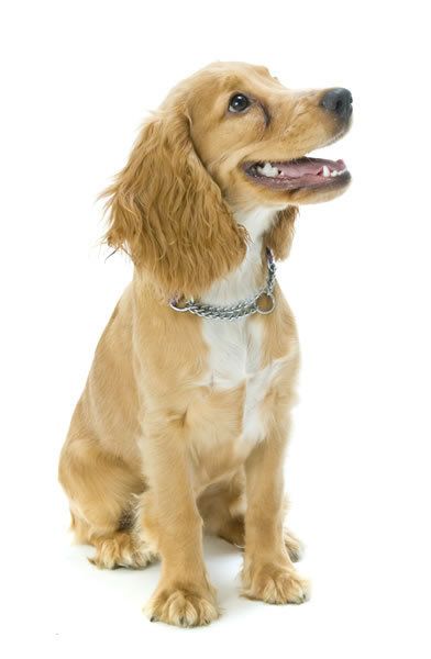 golden-mix-puppy-1-picture.jpg