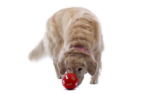 golden-retriever-5-picture.jpg