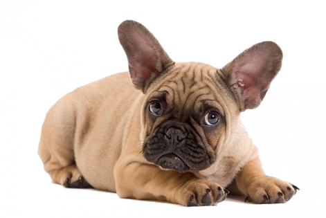kimballstock_pup_18_je0029_01.png