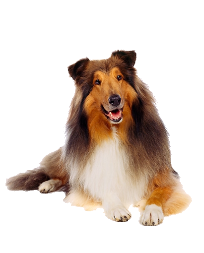 kutya_5.png