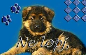 nelopj.-..jpg