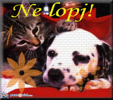 nelopj.png
