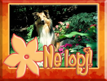 nelopj01kutys.png