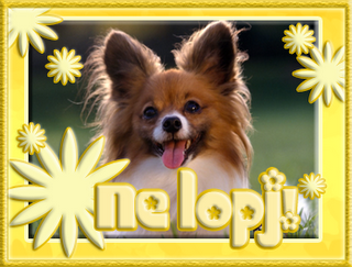 nelopj_kutya_1.png